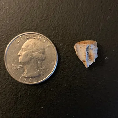 Triceratops Tooth From The Hell Creek Formation Of South Dakota