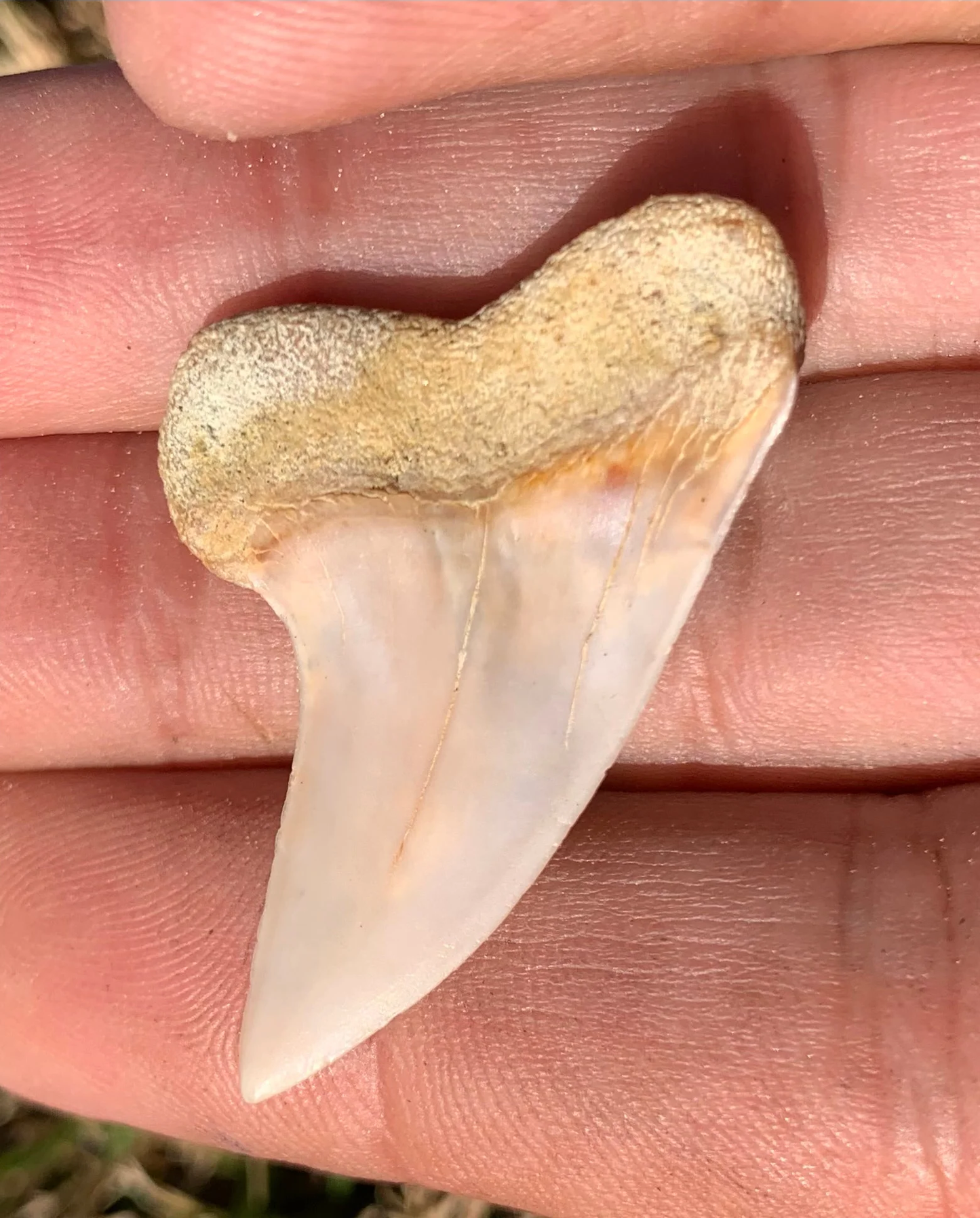 1.53" Carcharodon planus - Bakersfield