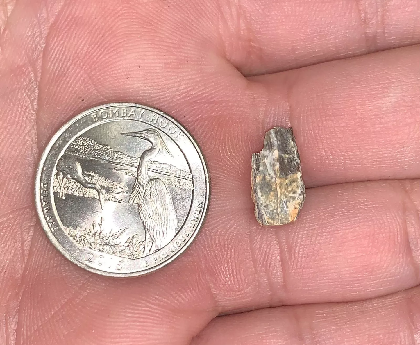 Edmontosaurus Dinosaur Tooth, Hell Creek Formation SD, Hadrosaur, Duck-billed