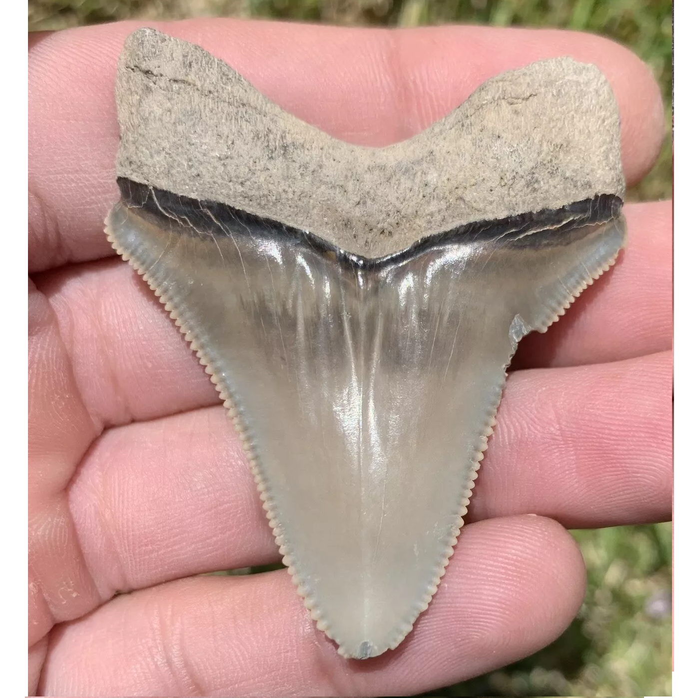 2.2” Otodus Megalodon - Maryland