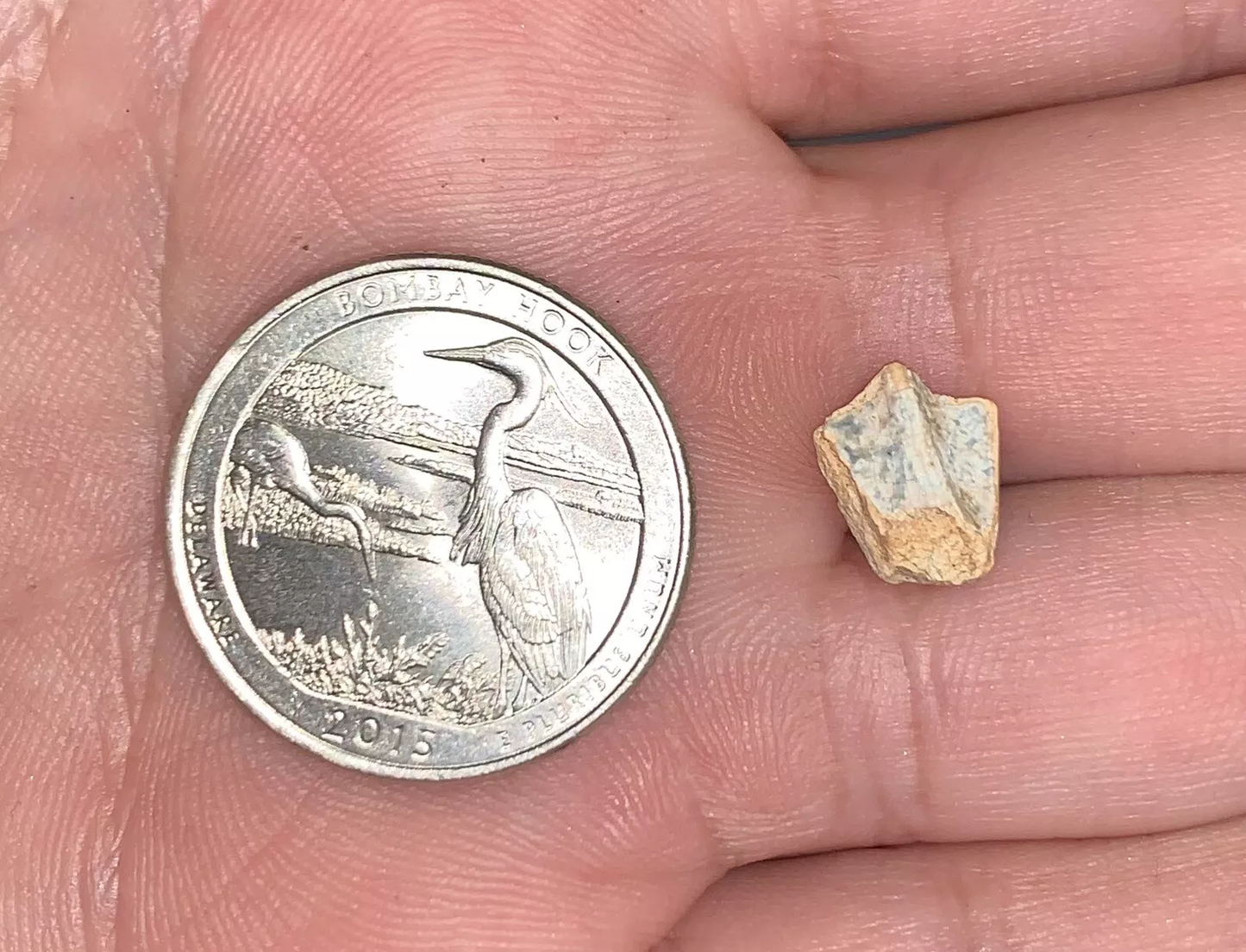 Edmontosaurus Dinosaur Tooth, Hell Creek Formation SD, Hadrosaur, Duck-billed