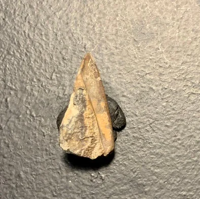 Edmontosaurus Dinosaur Tooth, Hell Creek Formation SD, Hadrosaur, Duck-billed