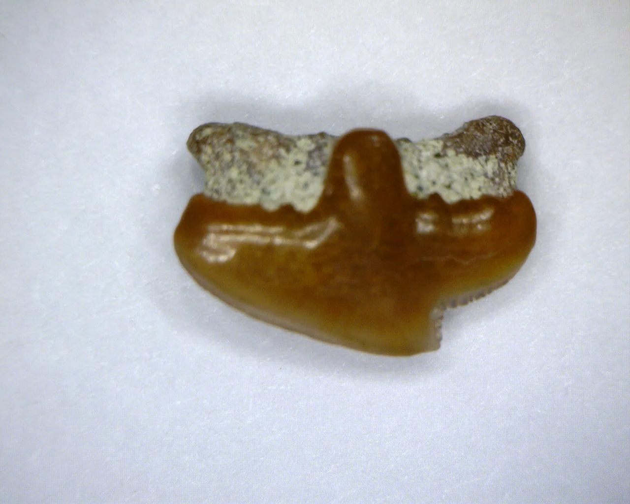 Squalus occidentalis - Bakersfield