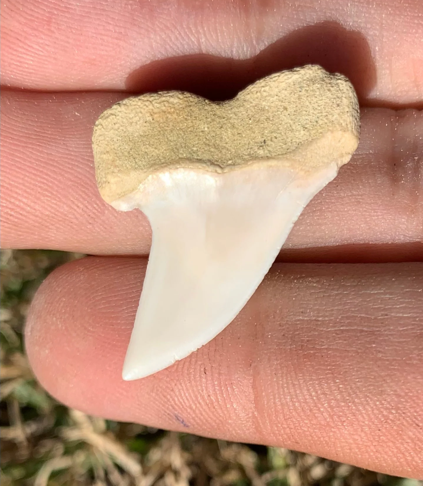 1.25" Carcharodon planus - Bakersfield