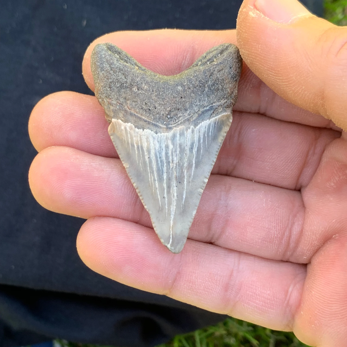 2.05” Otodus Megalodon - Virginia