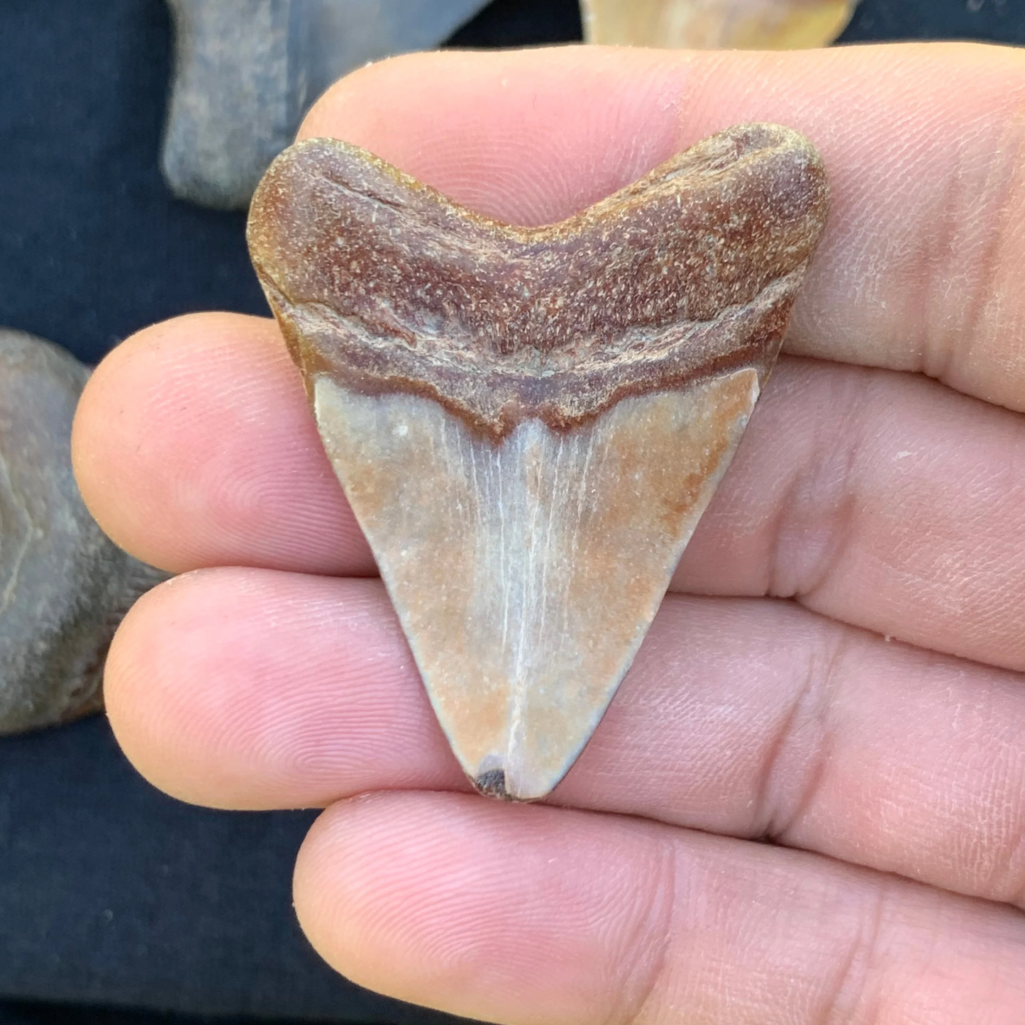 1.76” Otodus Megalodon - Virginia