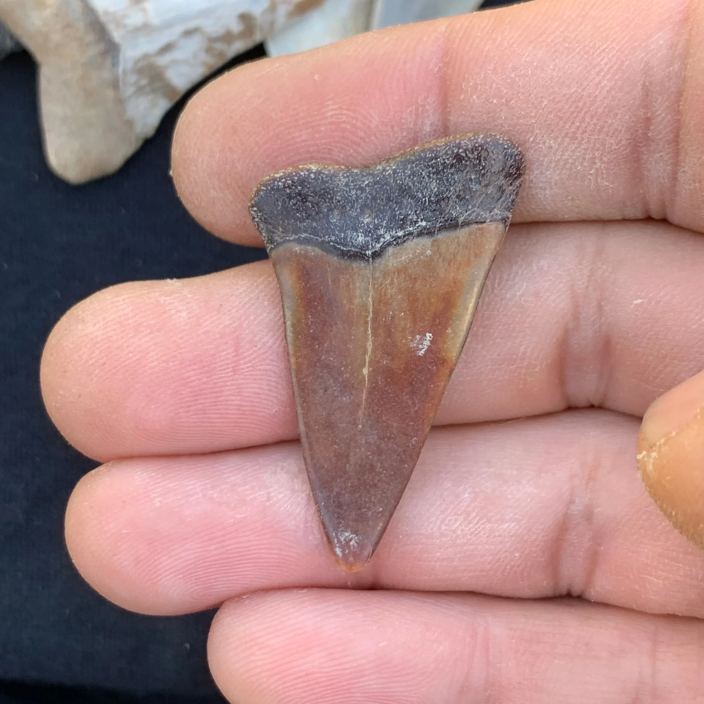 1.55” Carcharodon hastalis - Virginia
