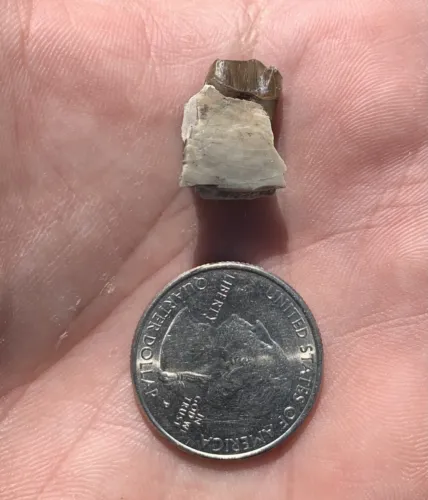 Camel Jaw Section With Tooth, Poebrotherium