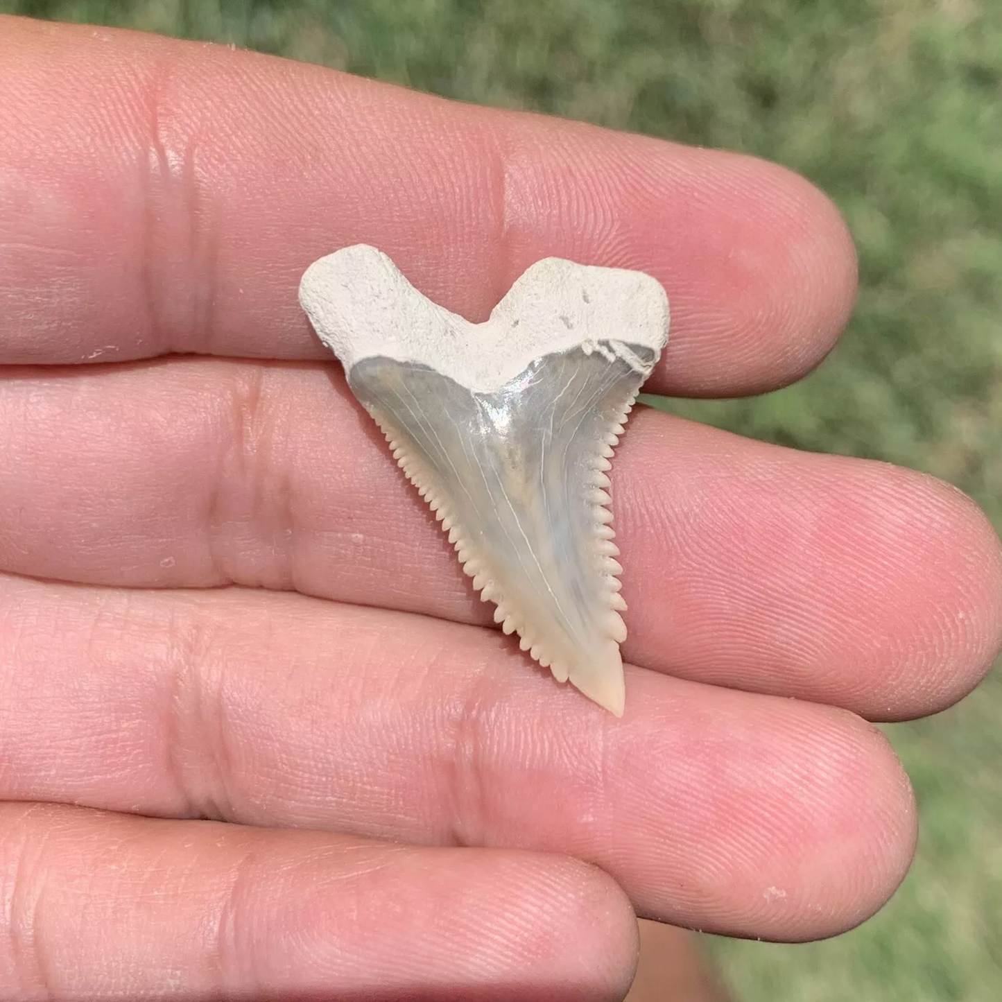1.32" Hemipristis serra - Lee Creek Mine