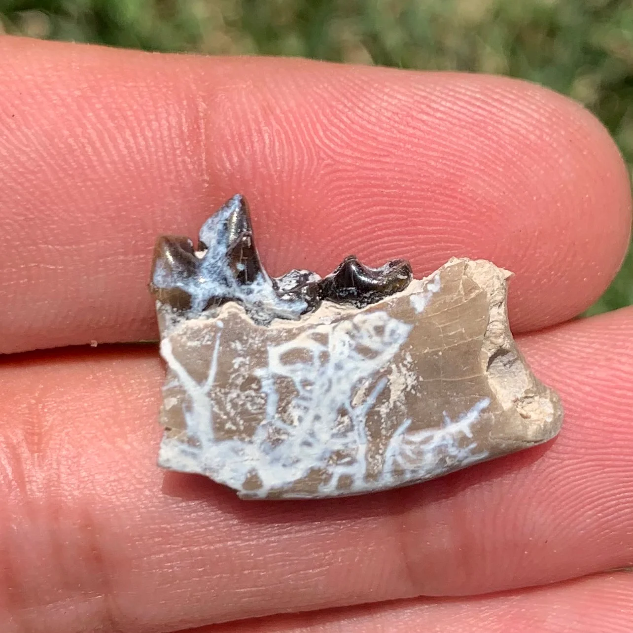 Fossil Dog Jaw, Hesperocyon, Nebraska