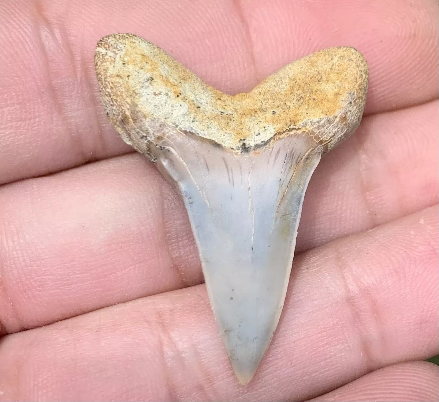 1.53" Carcharodon Planus - Bakersfield California