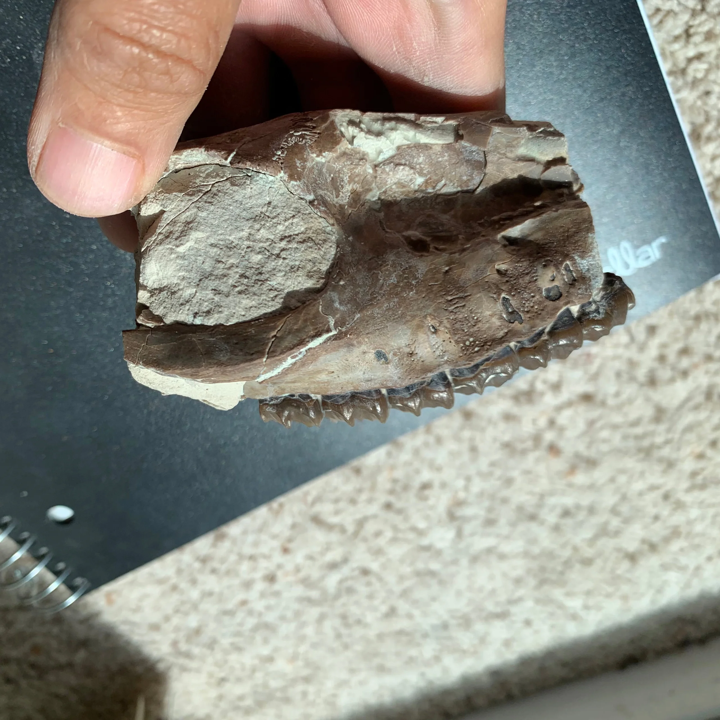 Mesohippus bairdi Partial skull