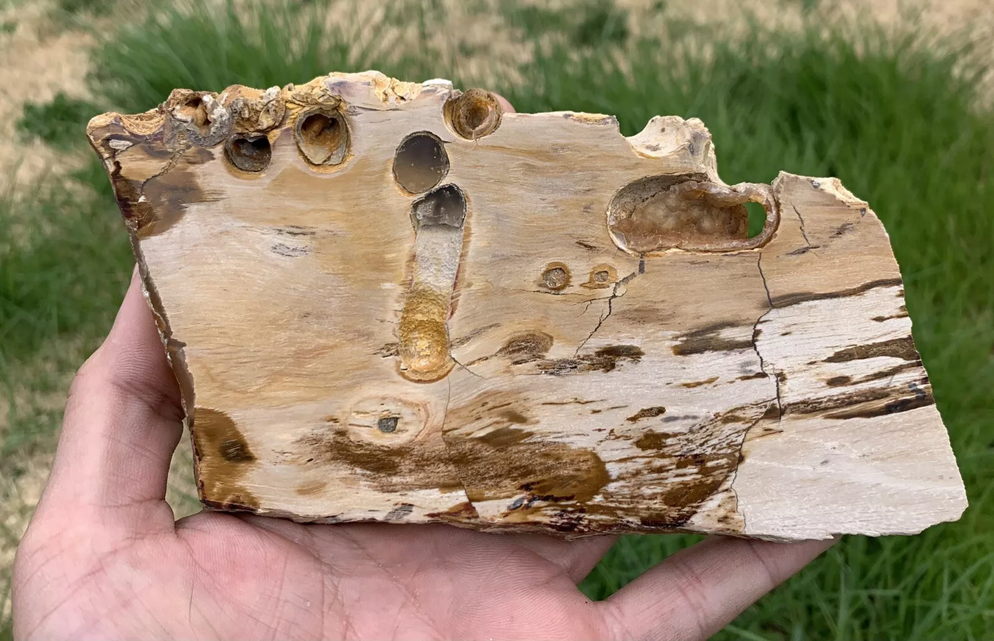 Polished Petrified Fossil Teredo Wood from Indonesia, Slab, Slice