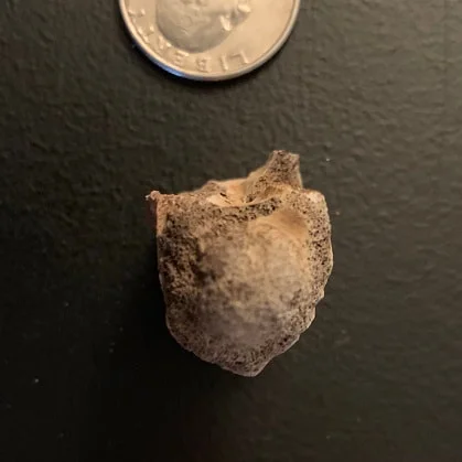Crocodile Vertebrae