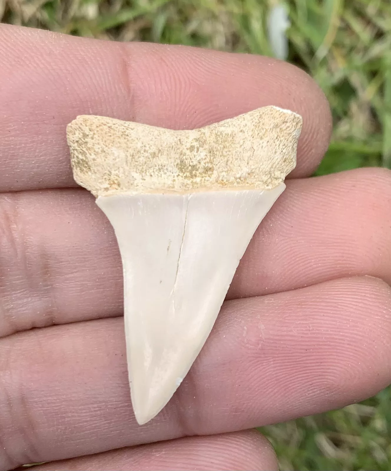 1.5” Carcharodon hastalis - Bakersfield