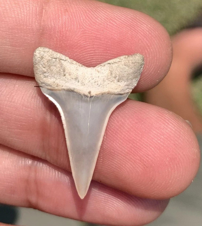 Fossil Carcharodon hastalis - Lee Creek Mine