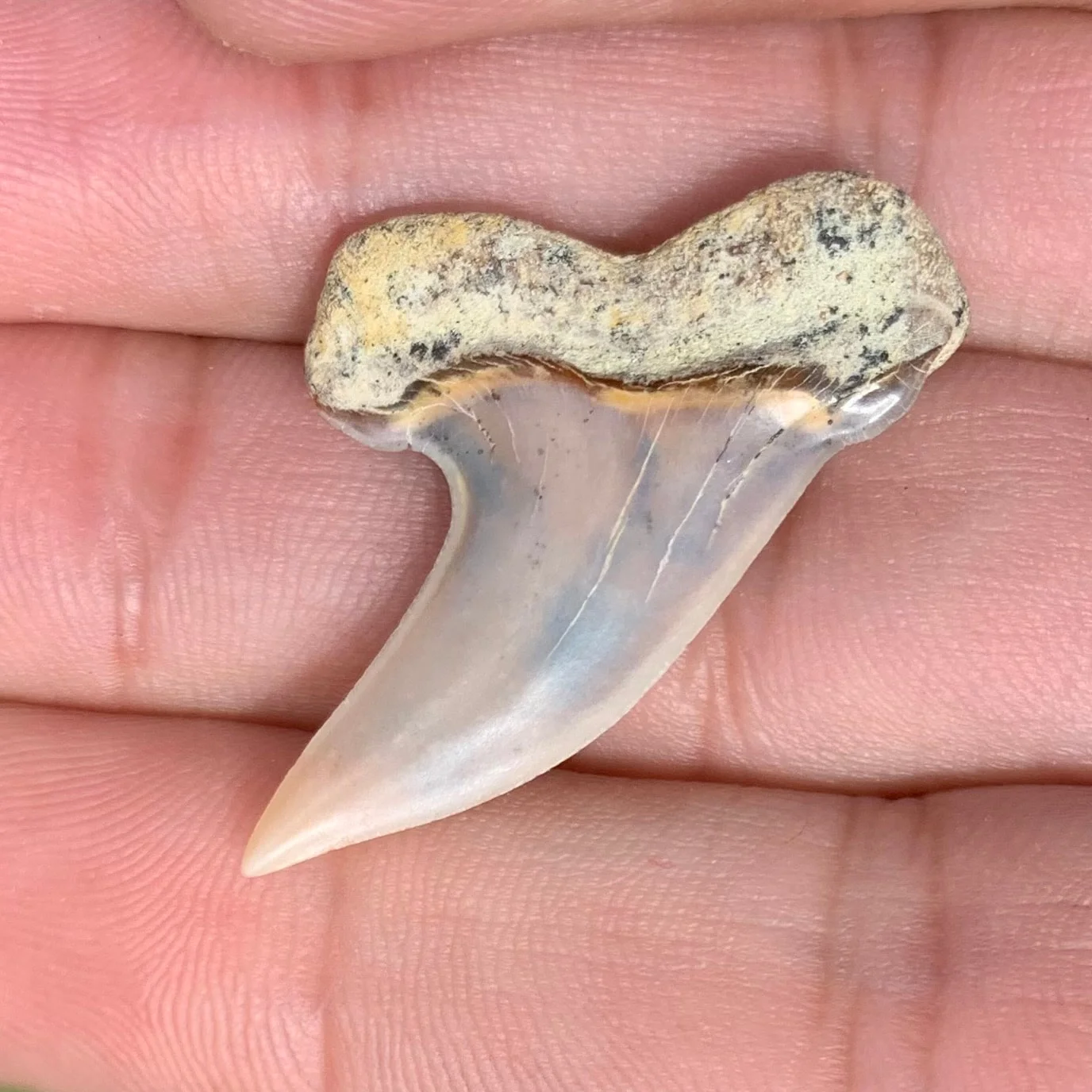 1.32" Carcharodon planus - Bakersfield