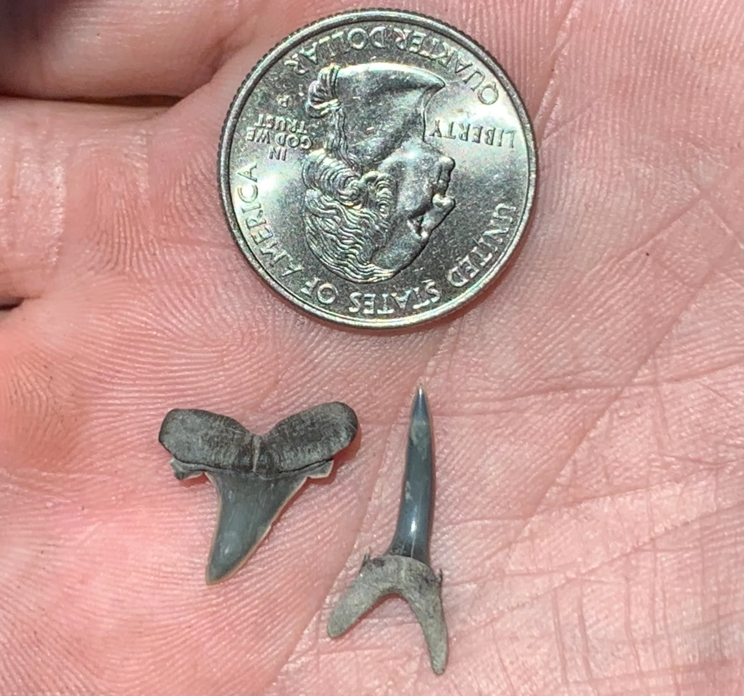 Striatolamia macrota - Muddy Creek