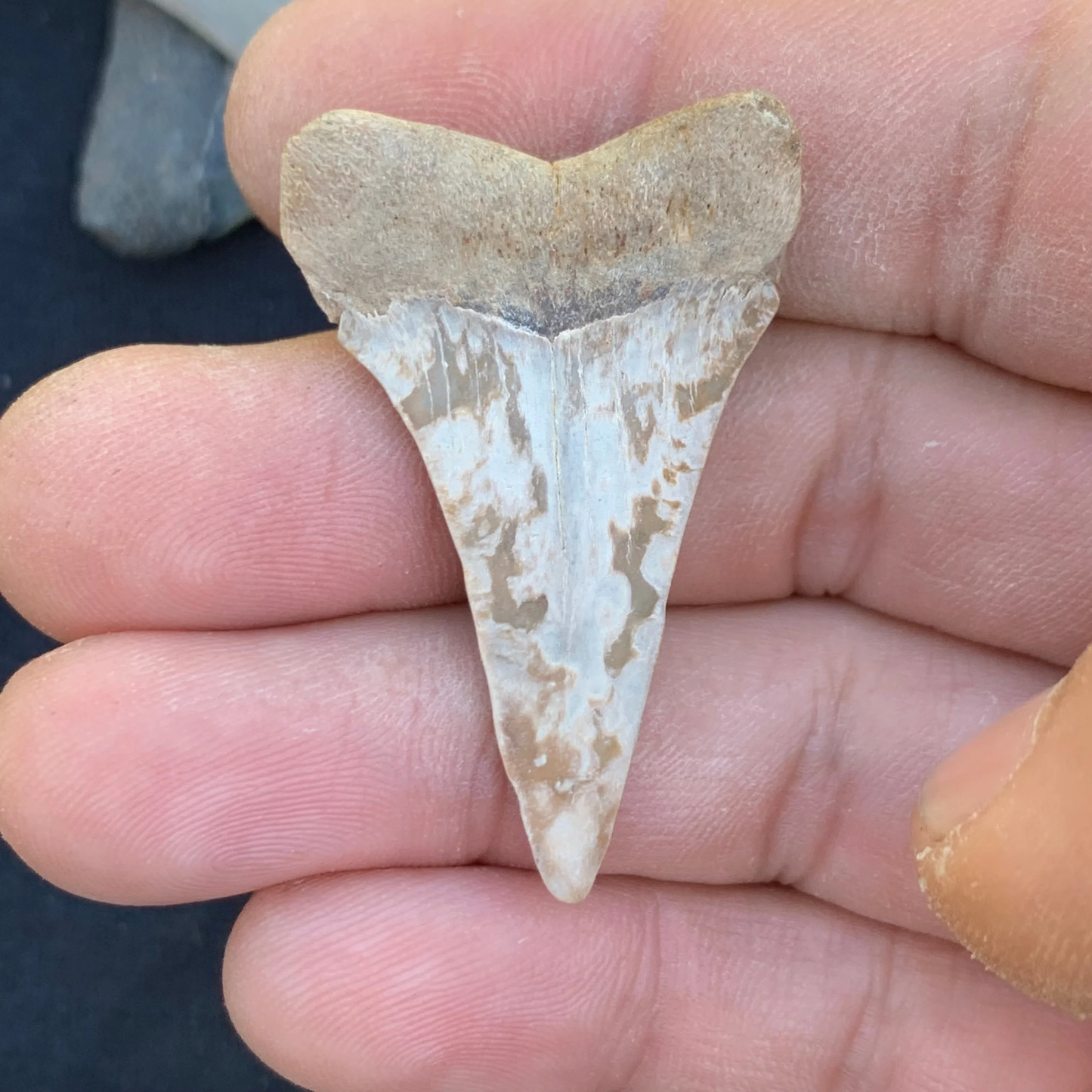 1.77” Carcharodon hastalis - Virginia