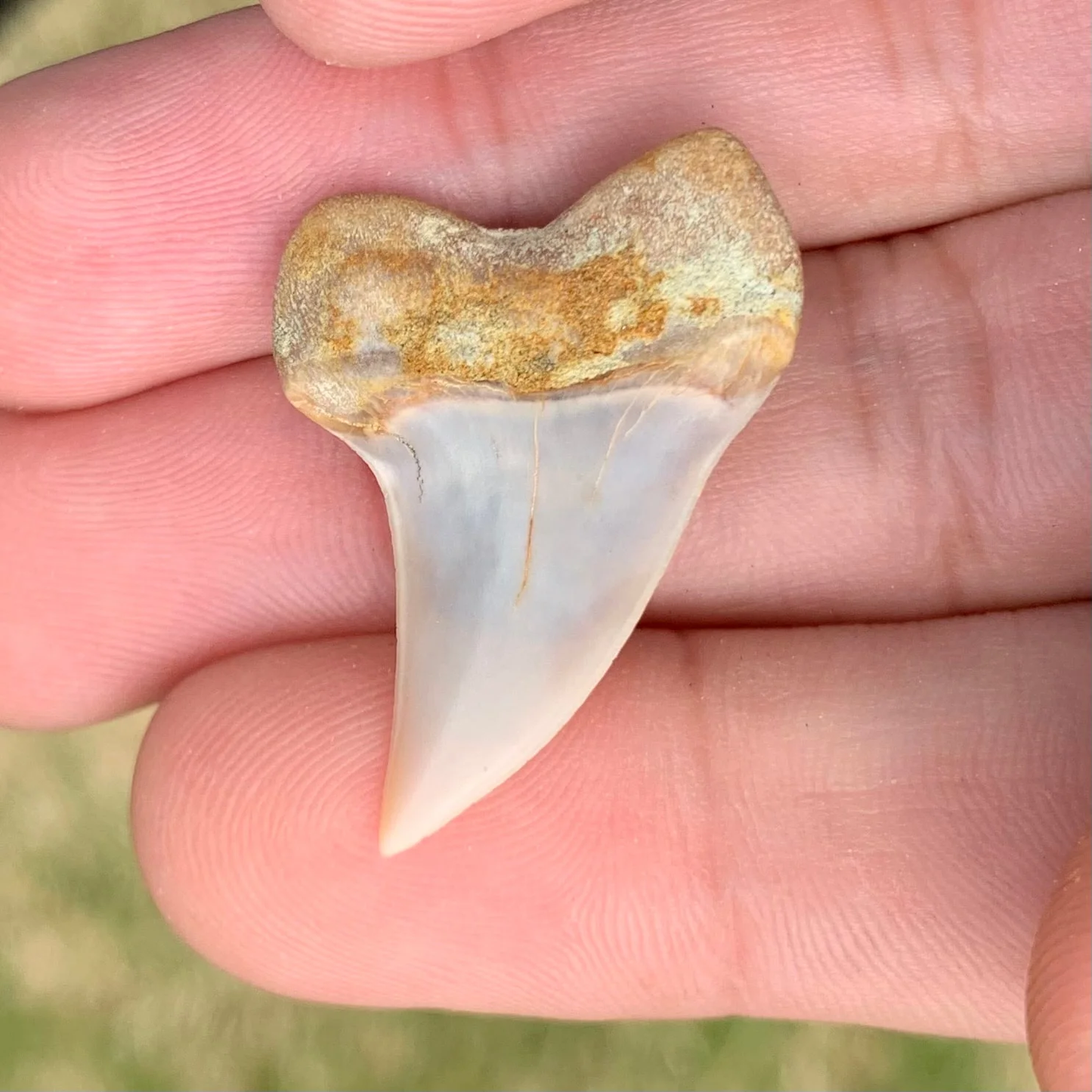 1.32" Carcharodon planus - Bakersfield