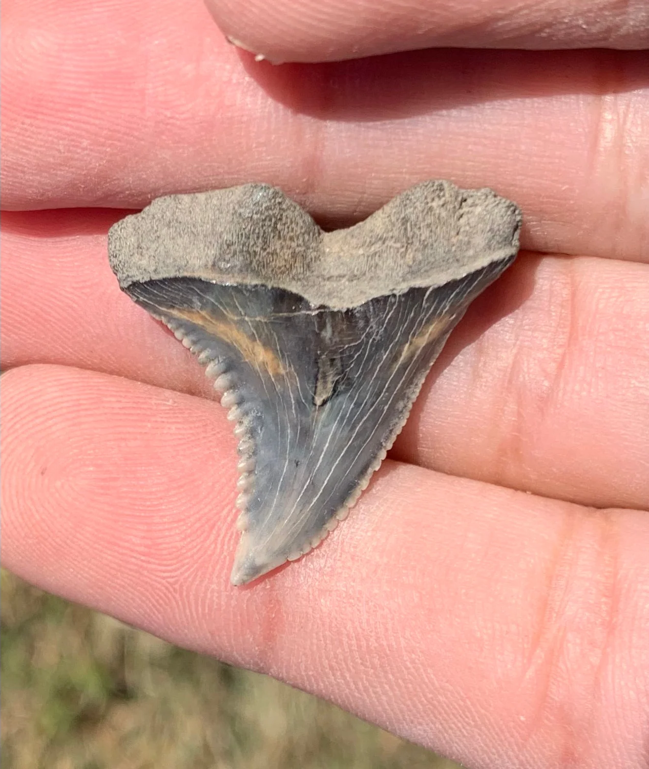 1.2” Hemipristis serra Shark tooth - Virginia