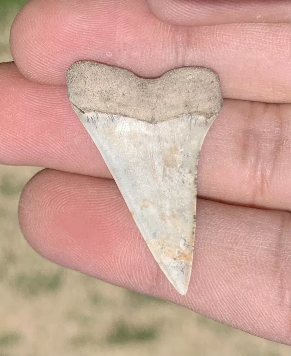 1.55" Carcharodon hastalis - Virginia