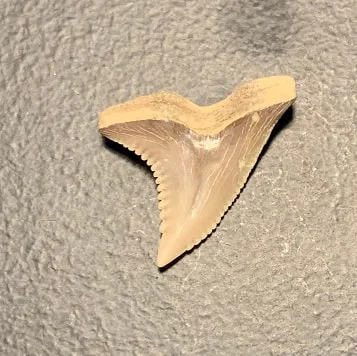 .98" Hemipristis serra Upper Shark Tooth