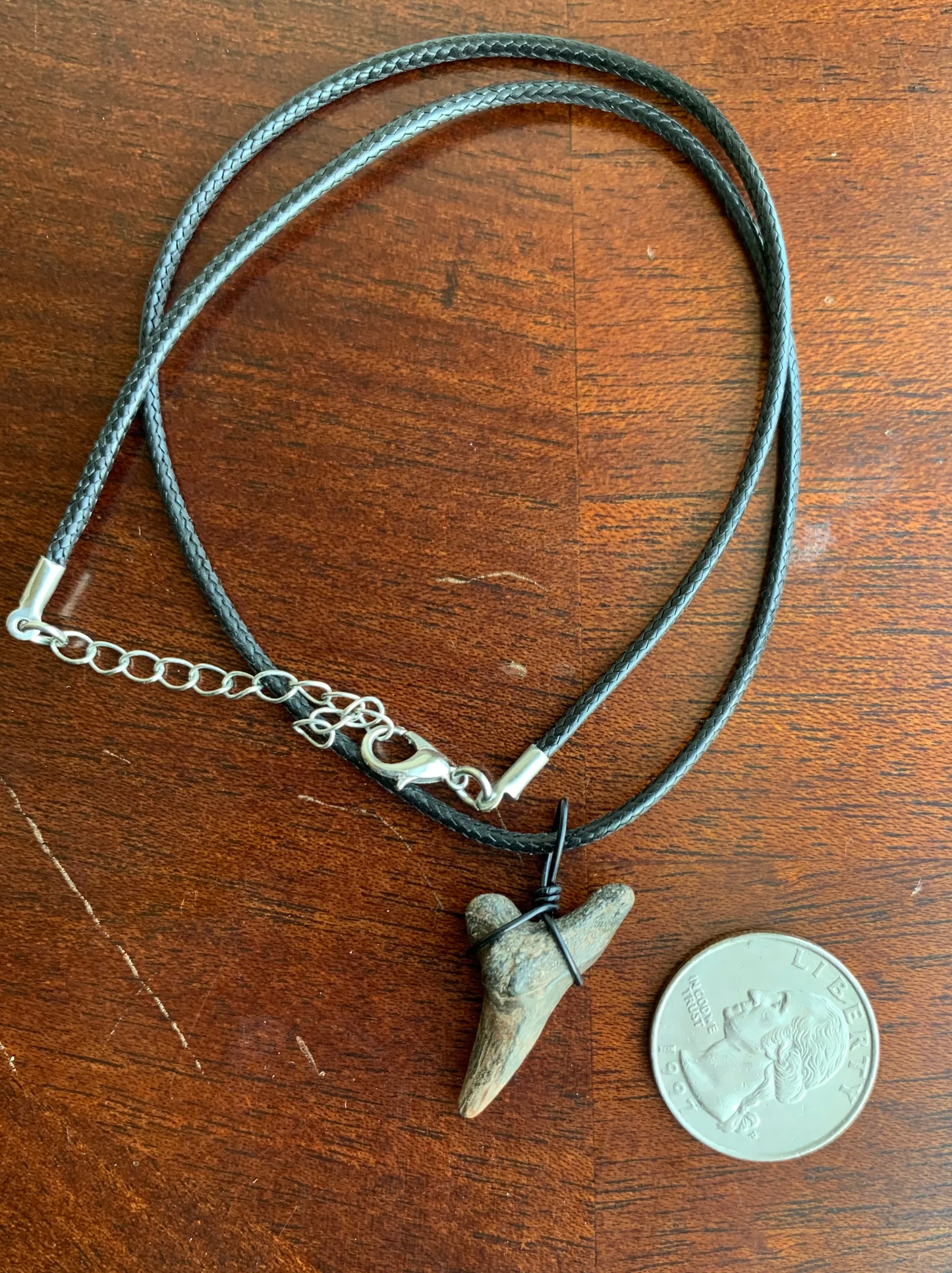 Hemipristis serra shark tooth necklace