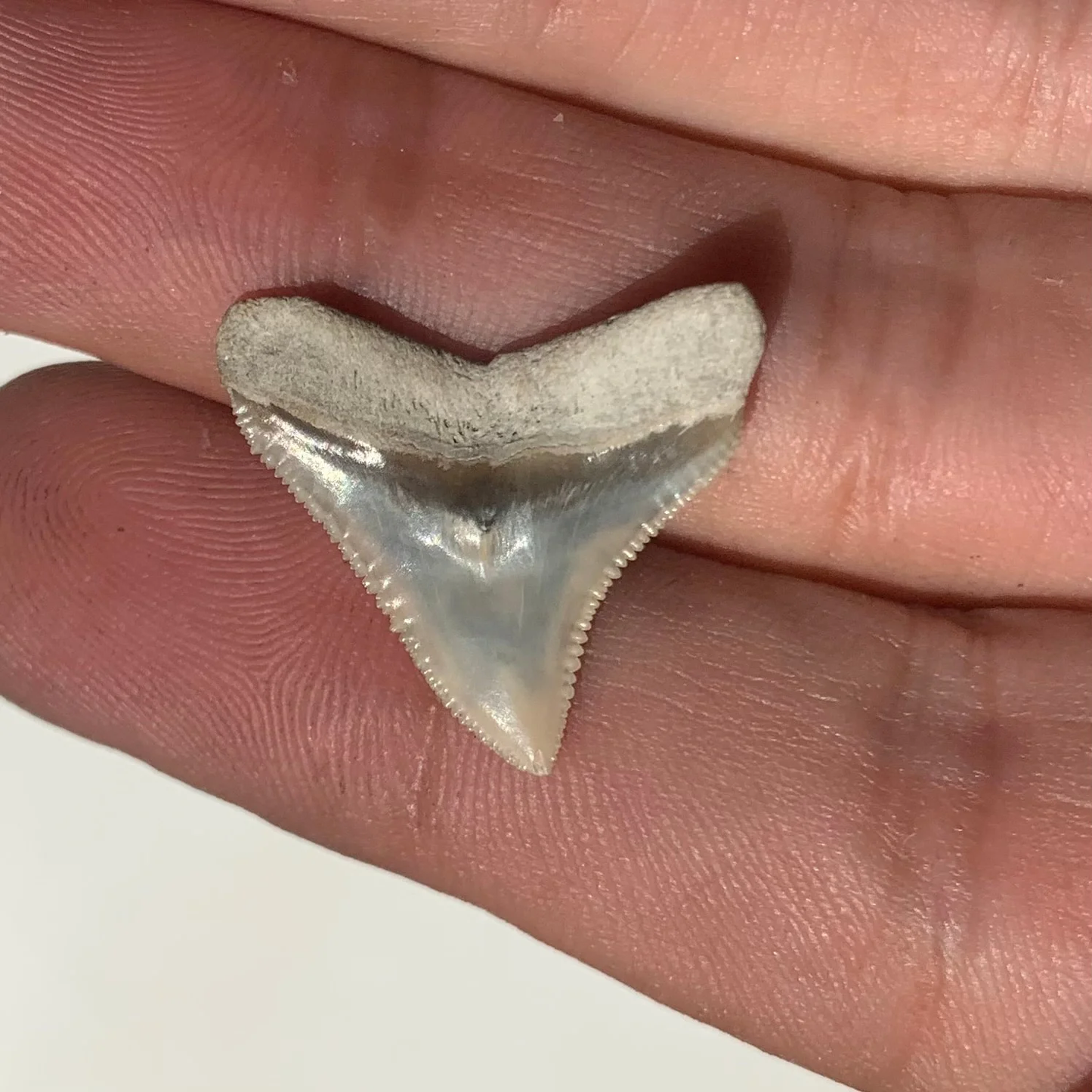 Carcharhinus leucas - Lee Creek Mine