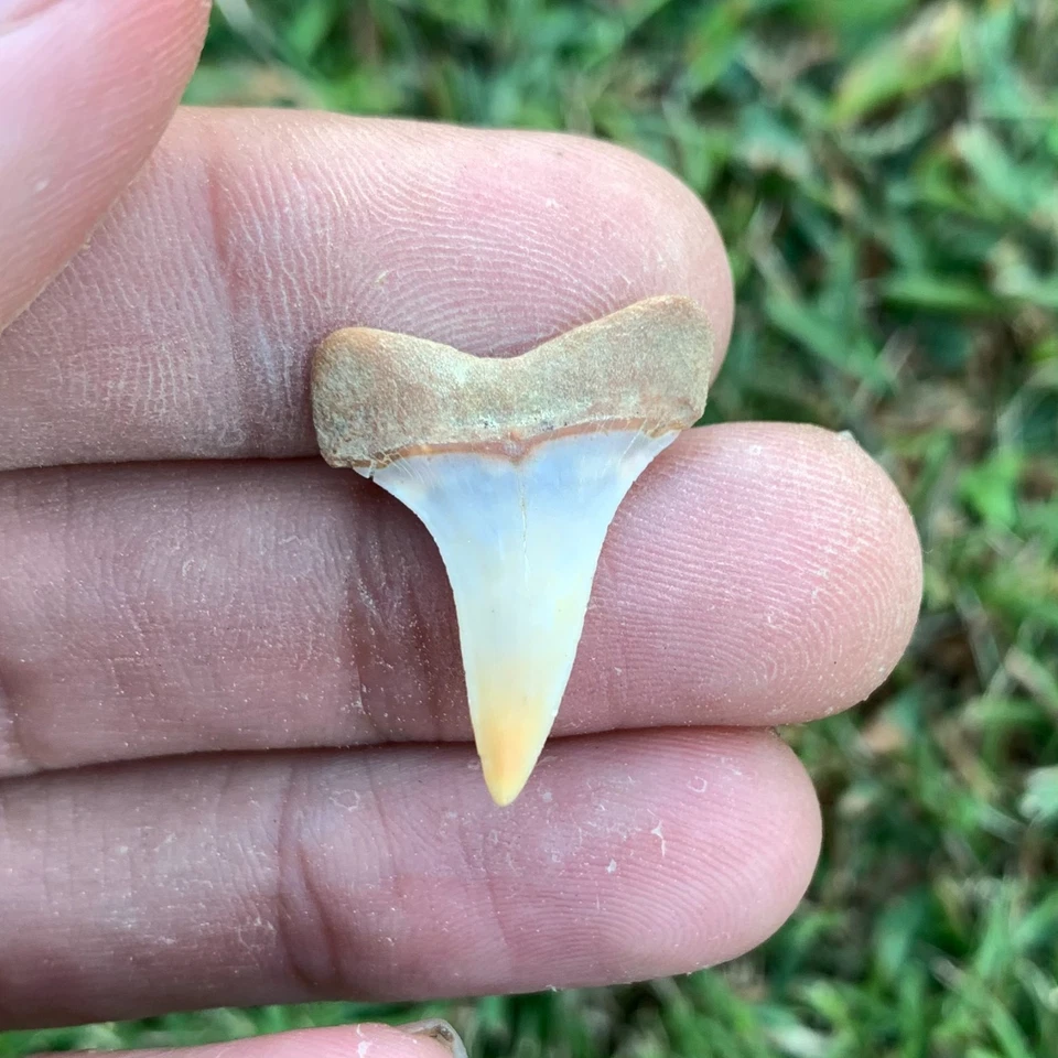 Fossil Carcharodon hastalis - Bakersfield California