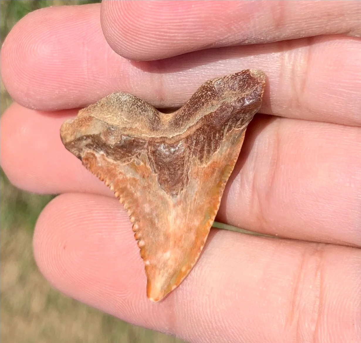 1.47” Hemipristis serra Shark tooth - Virginia