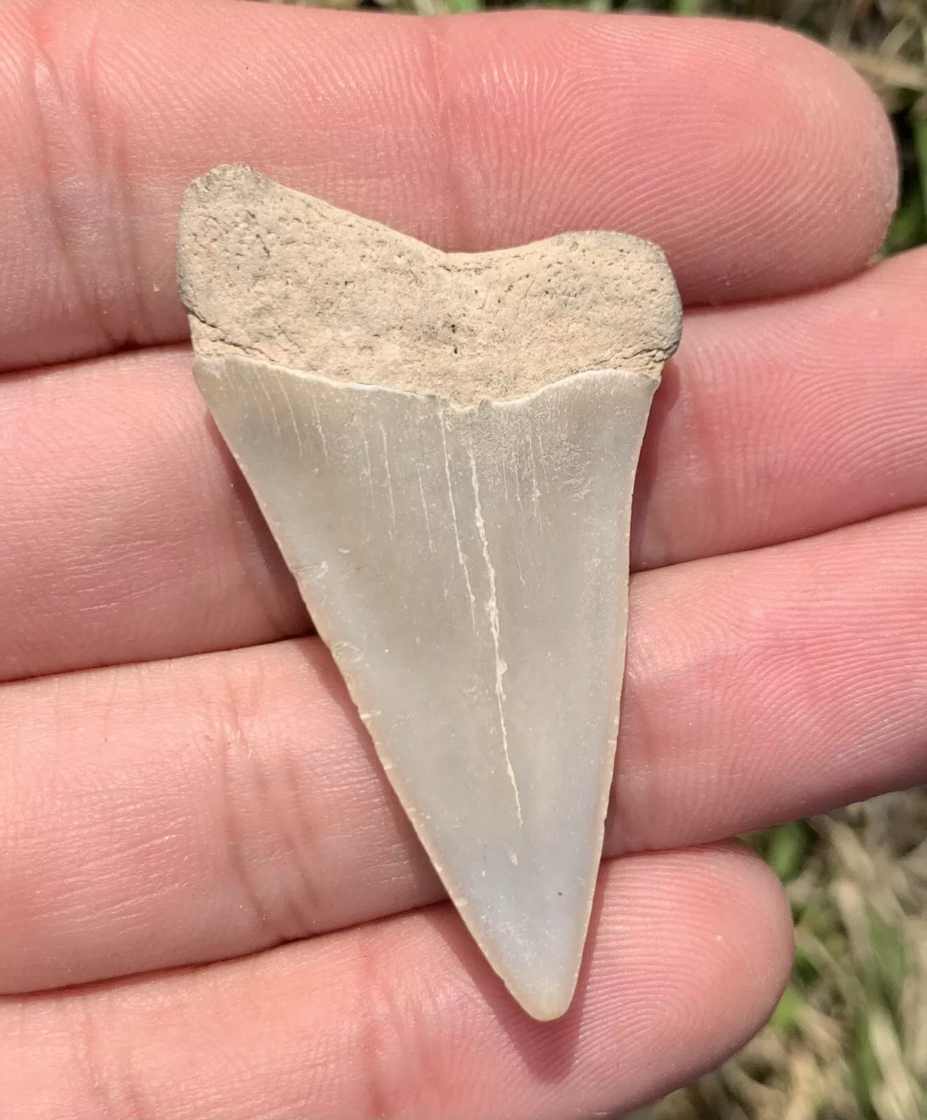 1.86" Carcharodon hastalis Shark Tooth
