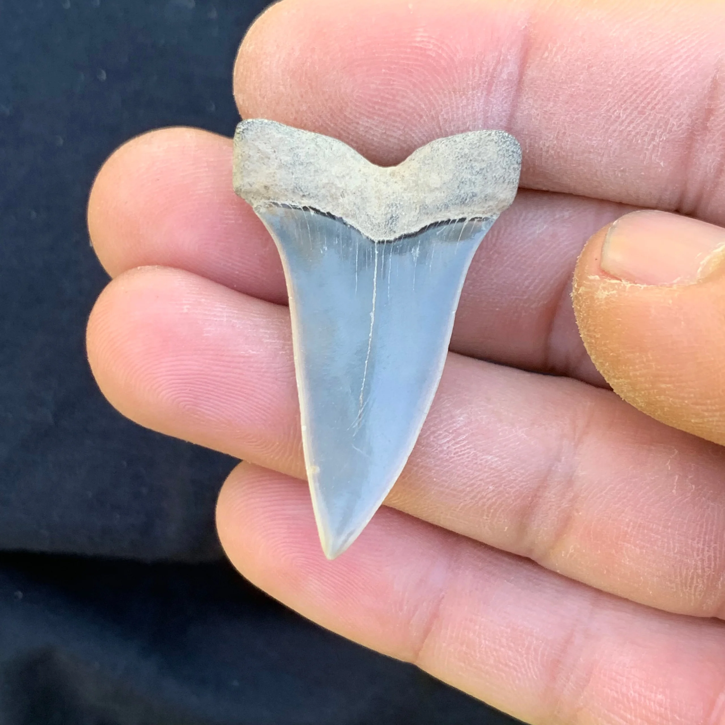 1.66”. Carcharodon hastalis - Virginia