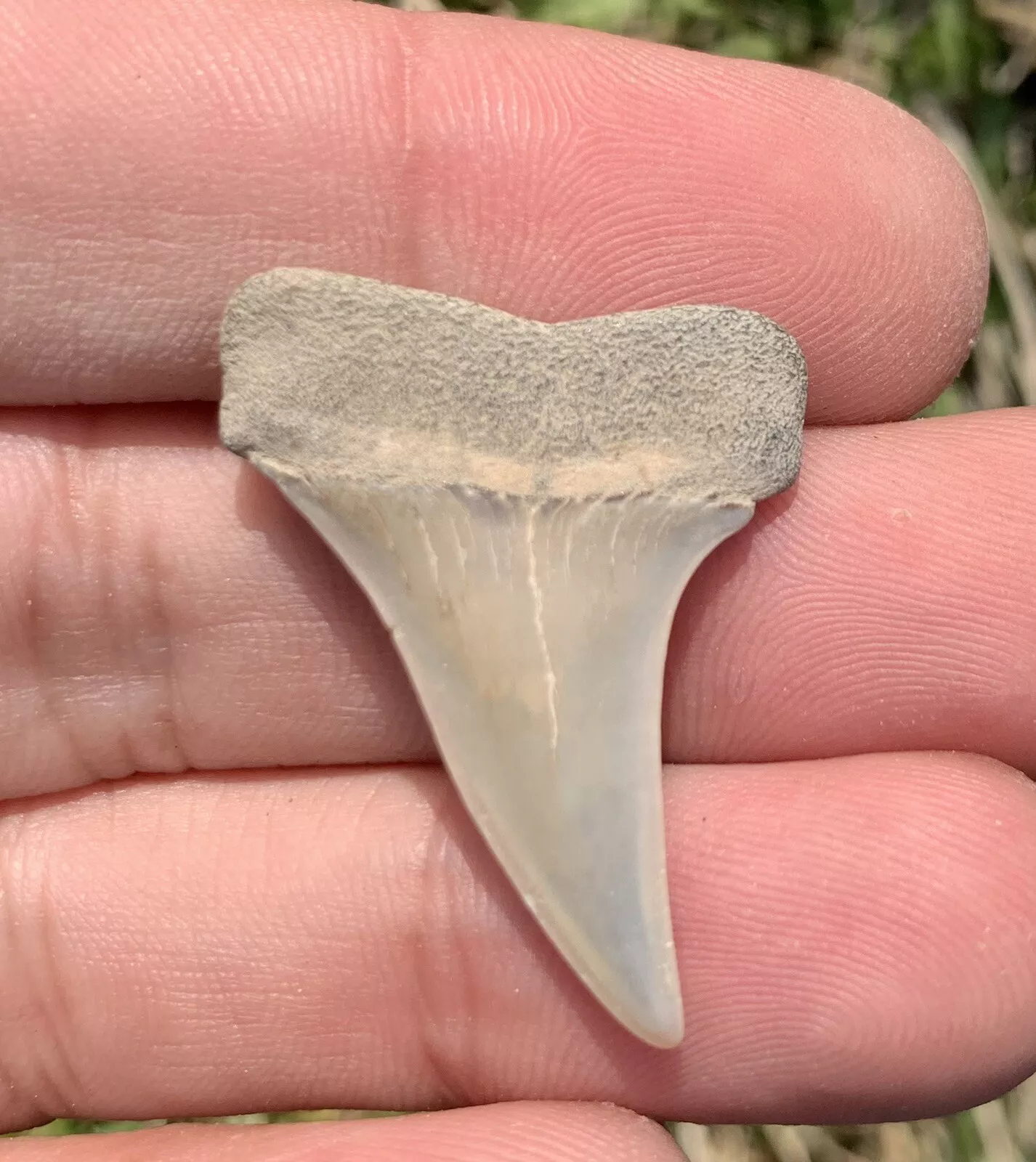 1.38" Carcharodon hastalis Shark Tooth