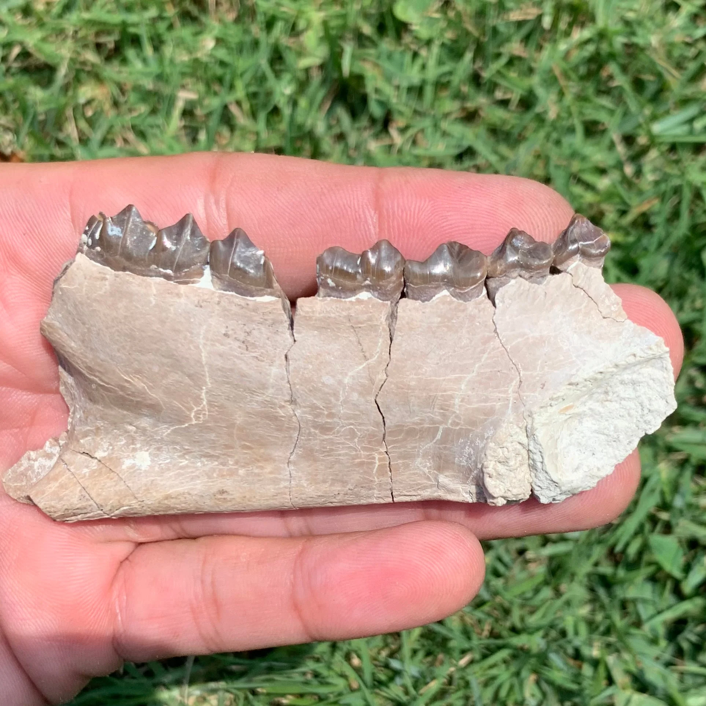 Oreodont Lower Jaw