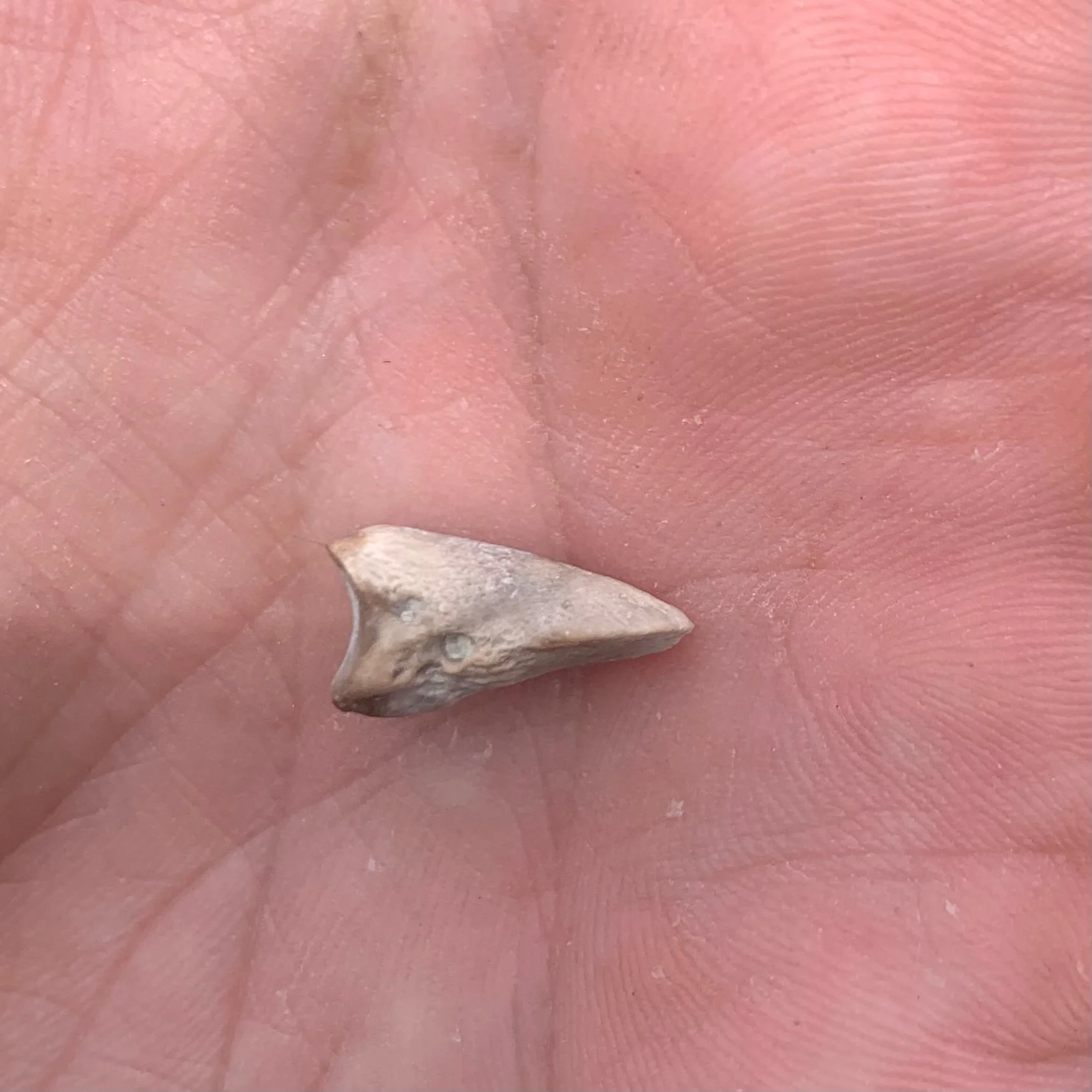 Fossil Oreodont Hoof