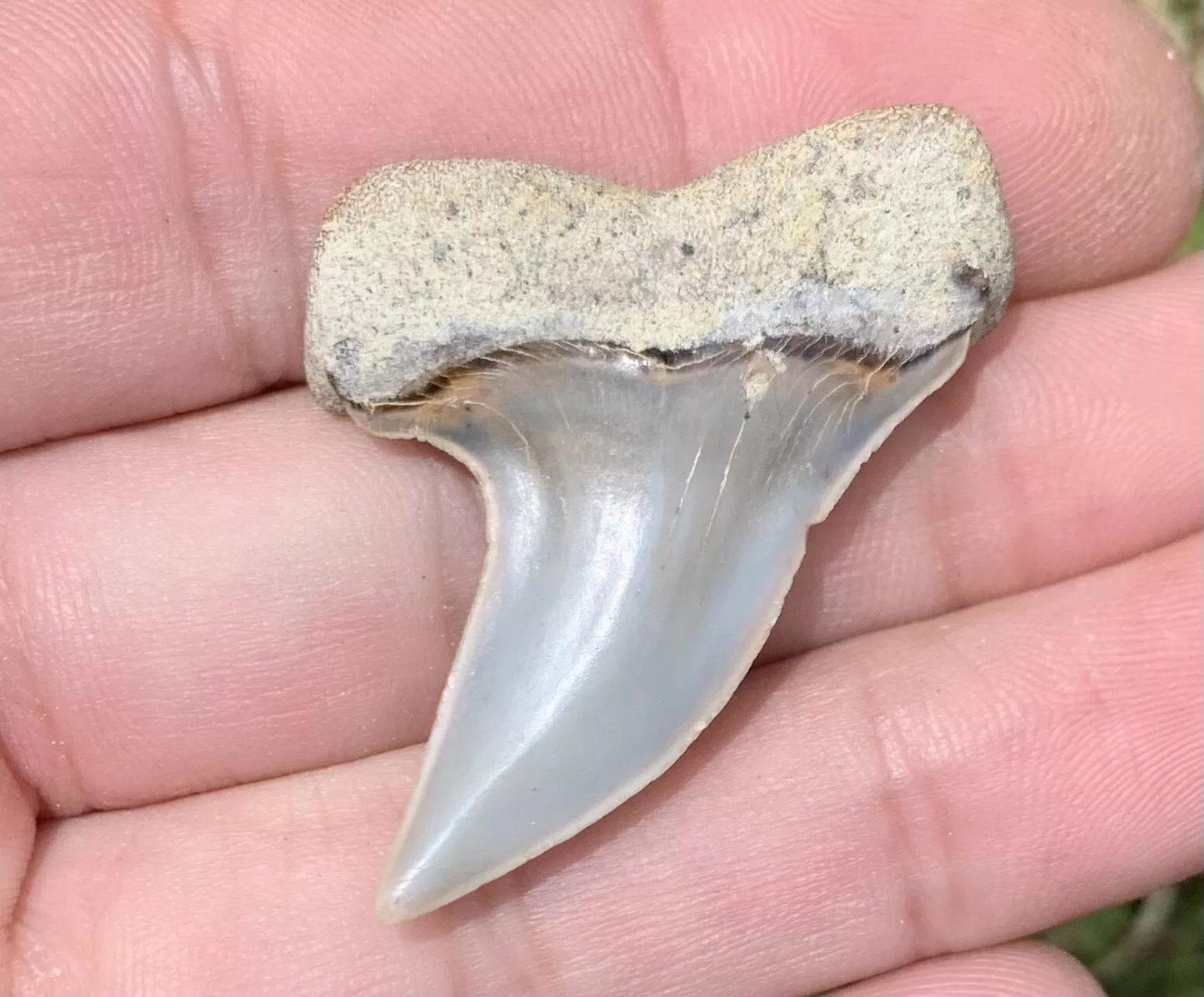 1.7" Carcharodon Planus - Bakersfield California