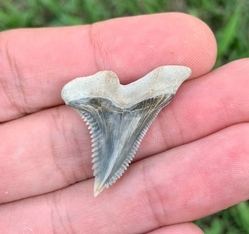 Fossil Hemipristis serra - Lee Creek Mine
