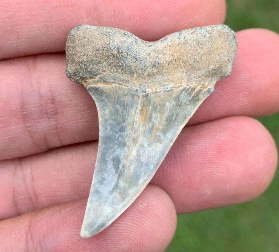 Fossil Carcharodon hastalis - Virginia
