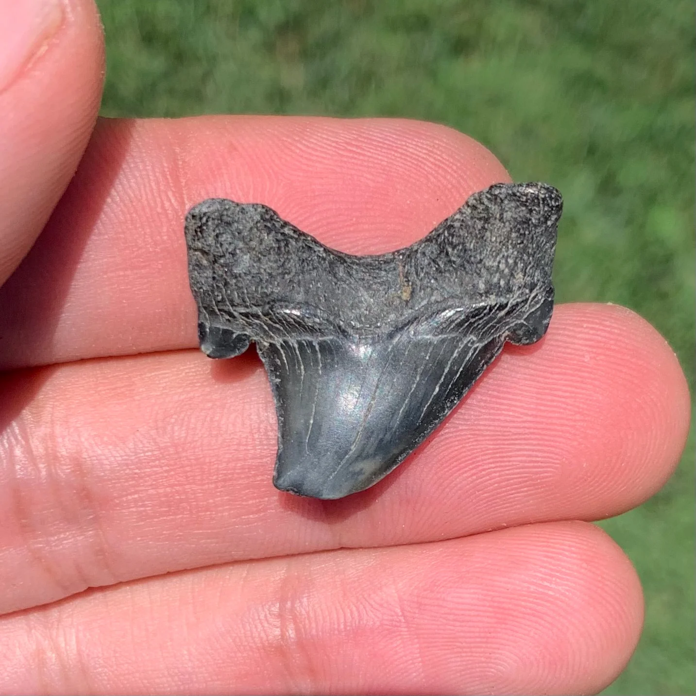 Otodus obliquus - Maryland