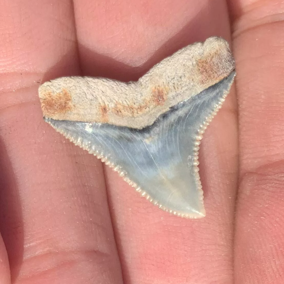 Carcharhinus leucas - Lee Creek Mine