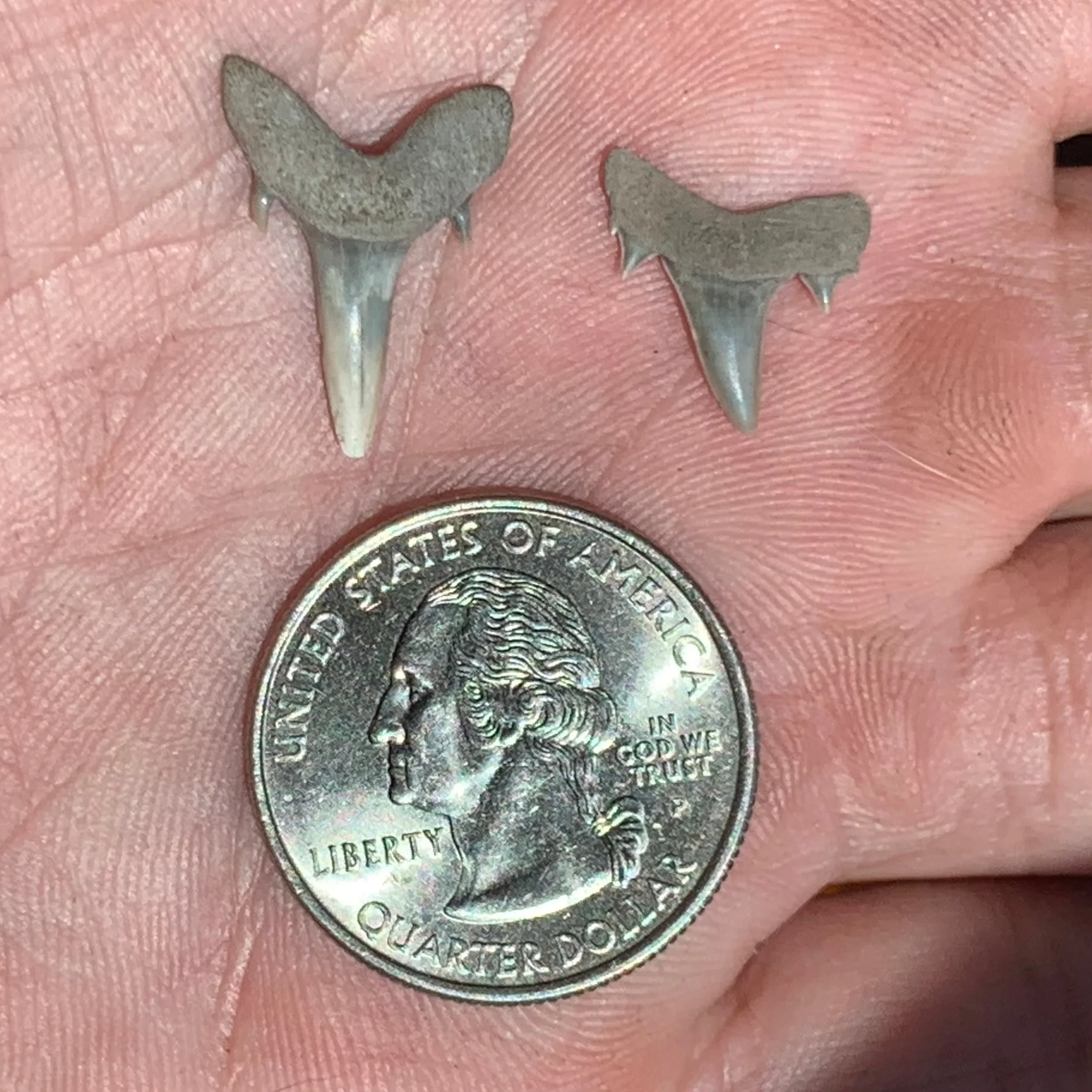 Brachycarcharias lerichei - Muddy Creek
