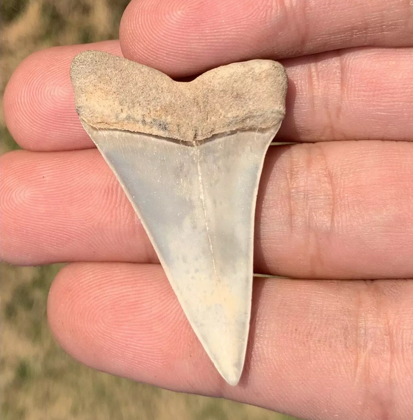 1.87” Carcharodon hastalis - Virginia