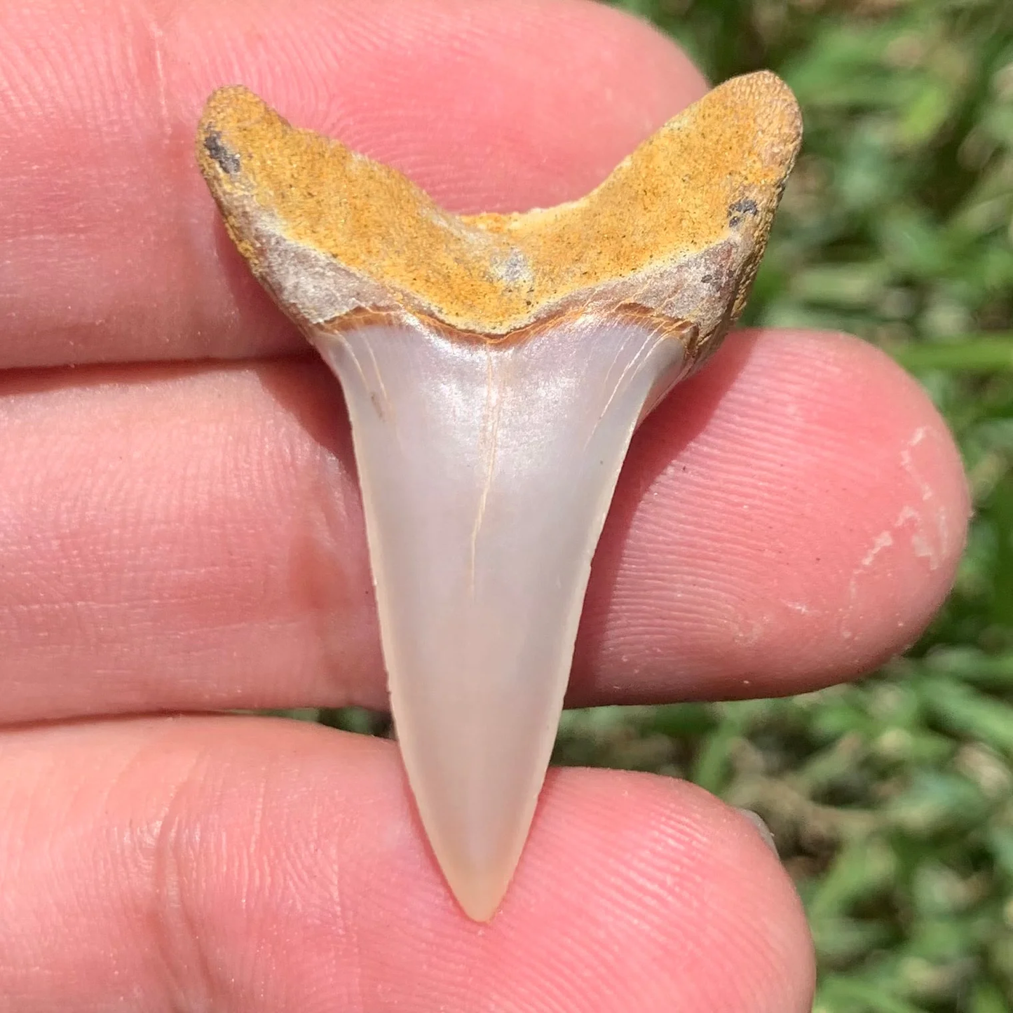 1.38" Carcharodon planus - Bakersfield