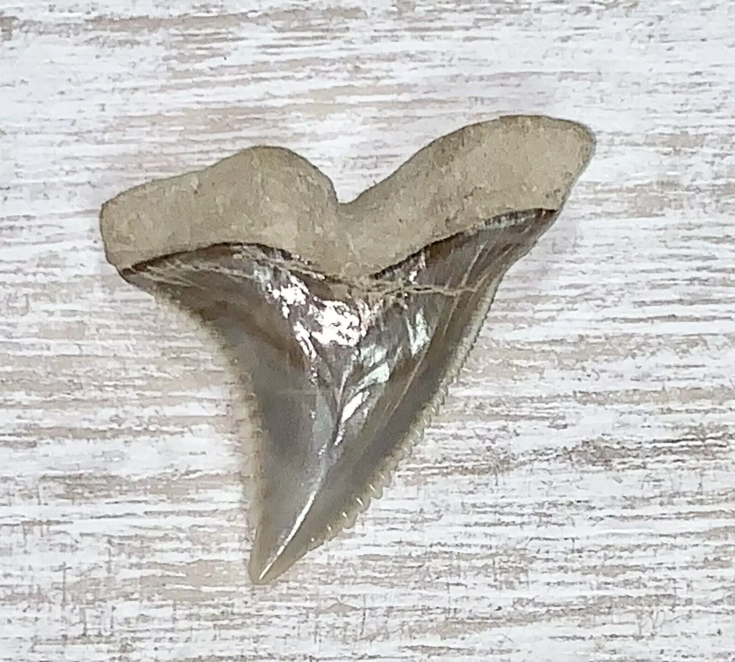 1.34" Hemipristis serra - Virginia