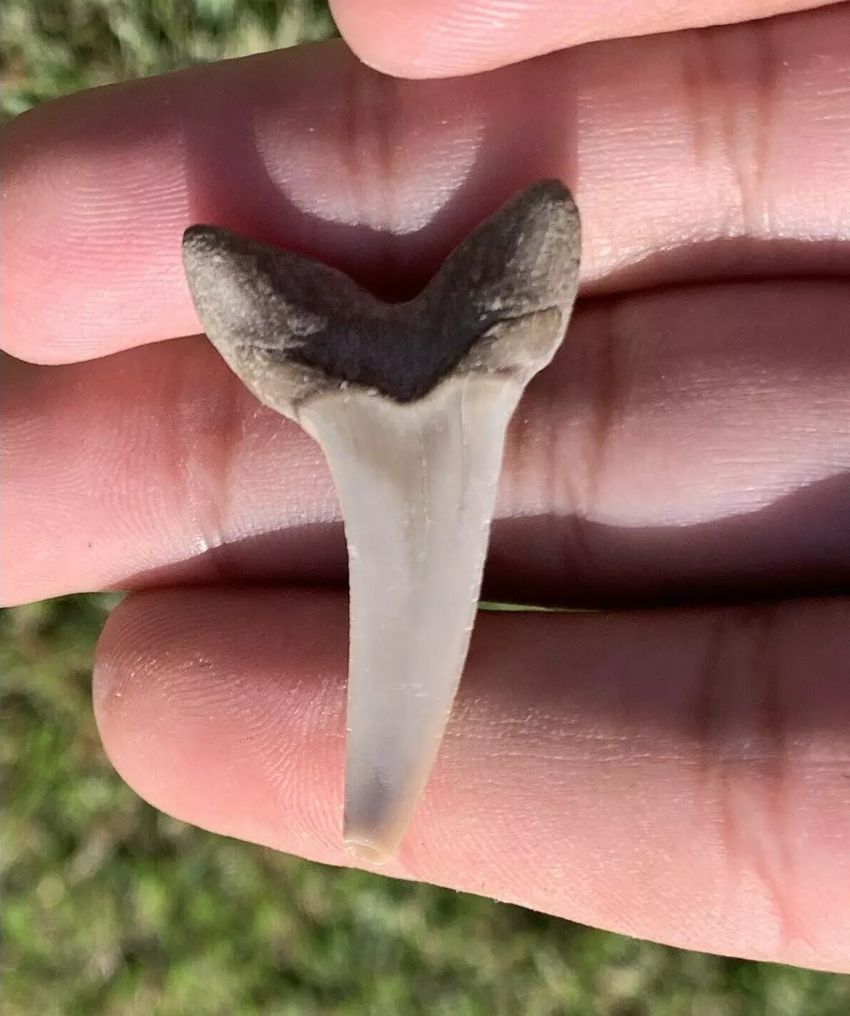 1.5" Isurus desori - Lee Creek Mine