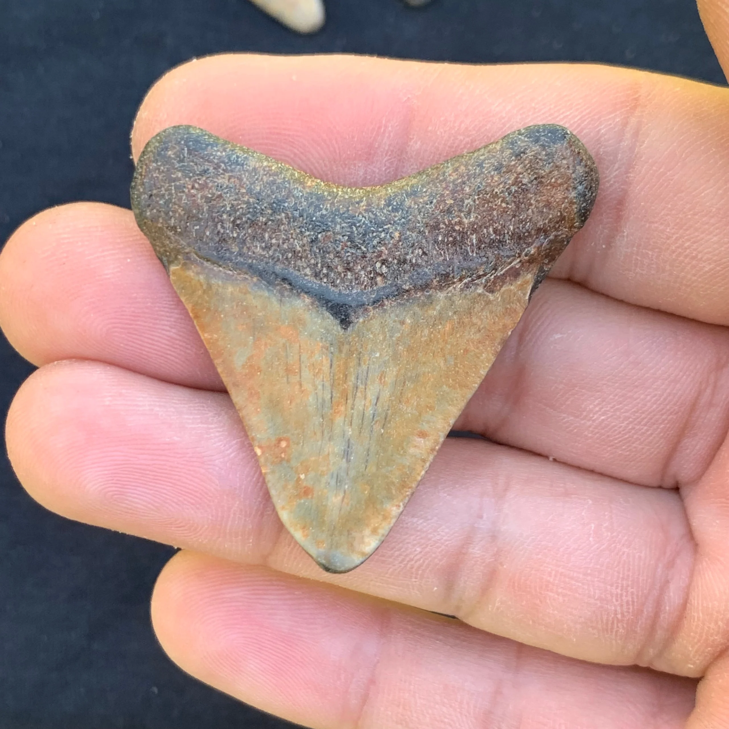 1.82” Otodus Megalodon - Virginia