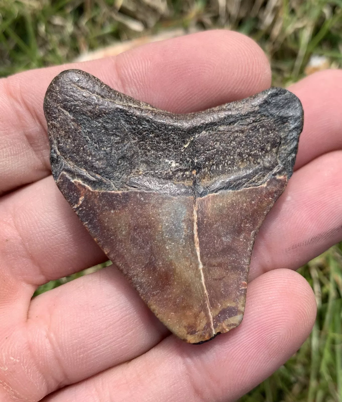 1.99” Otodus Megalodon - Virginia
