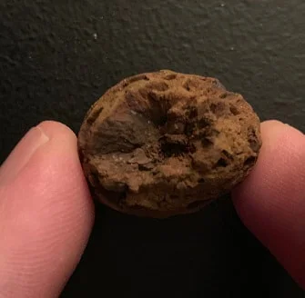 Pine Cone