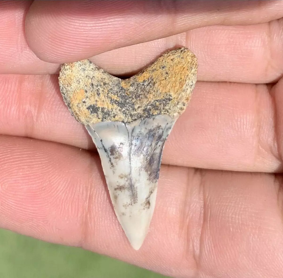 1.45" Carcharodon Planus - Bakersfield California